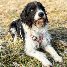 Pettsie No-Pull No-Choke Dog Harness Reflective & Matching Friendship Bracelet, 3 adjustable sizes