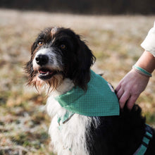 Pettsie Dog Collar & Bandana & Matching Friendship Bracelet, 3 adjustable sizes