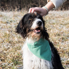 Pettsie Dog Collar & Bandana & Matching Friendship Bracelet, 3 adjustable sizes