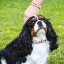 pettsie-dog-collar-wood-bow-tie-friendship-bracelet-s-size-dog-elegant-stylish