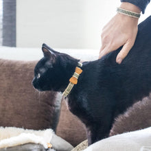 pettsie-black-cat-collar-bow-tie-friendship-bracelet-breakaway-buckle-adjustable-size-edi