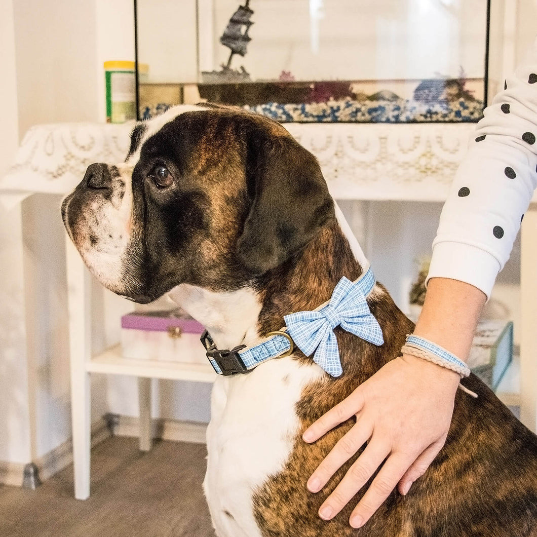 Dog collar with bow tie & matching friendship bracelet, pet-friendly h –  Pettsie