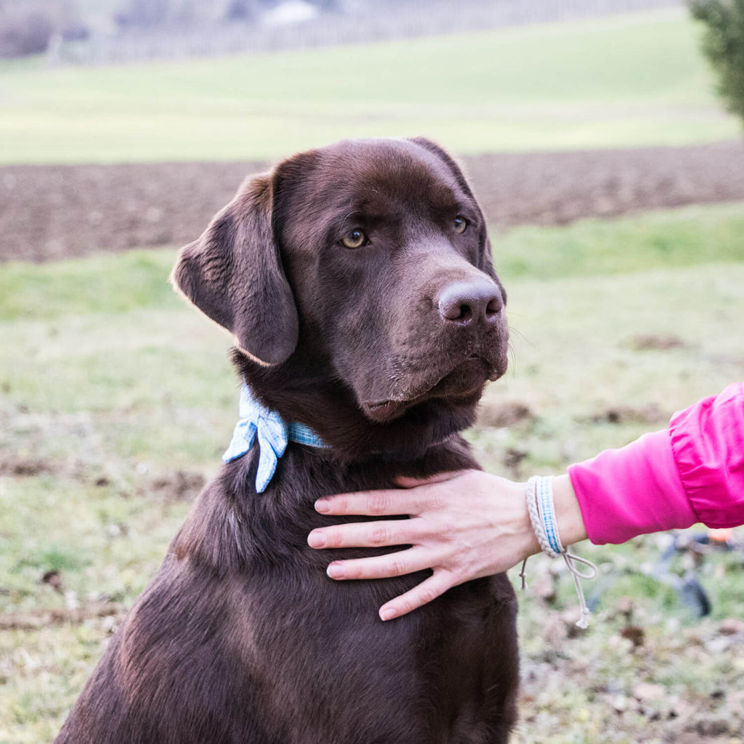 A Girl's Best Friend Dog Collar – taudrey