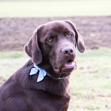 pettsie-hemp-dog-collar-cotton-bow-tie-removable-washable-matching-friendship-bracelet-benefits-calming-bruno-3