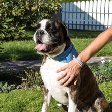 pettsie-blue-heart-dog-collar-matching-friendship-bracelet-bandana-puppy