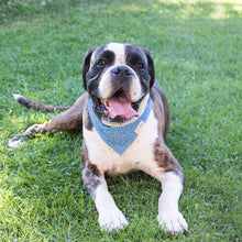 pettsie-blue-heart-dog-collar-matching-friendship-bracelet-bandana-canine
