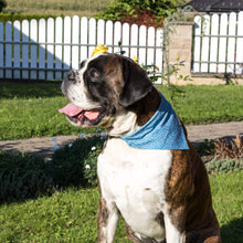 pettsie-blue-heart-dog-collar-matching-friendship-bracelet-bandana-cute-dog
