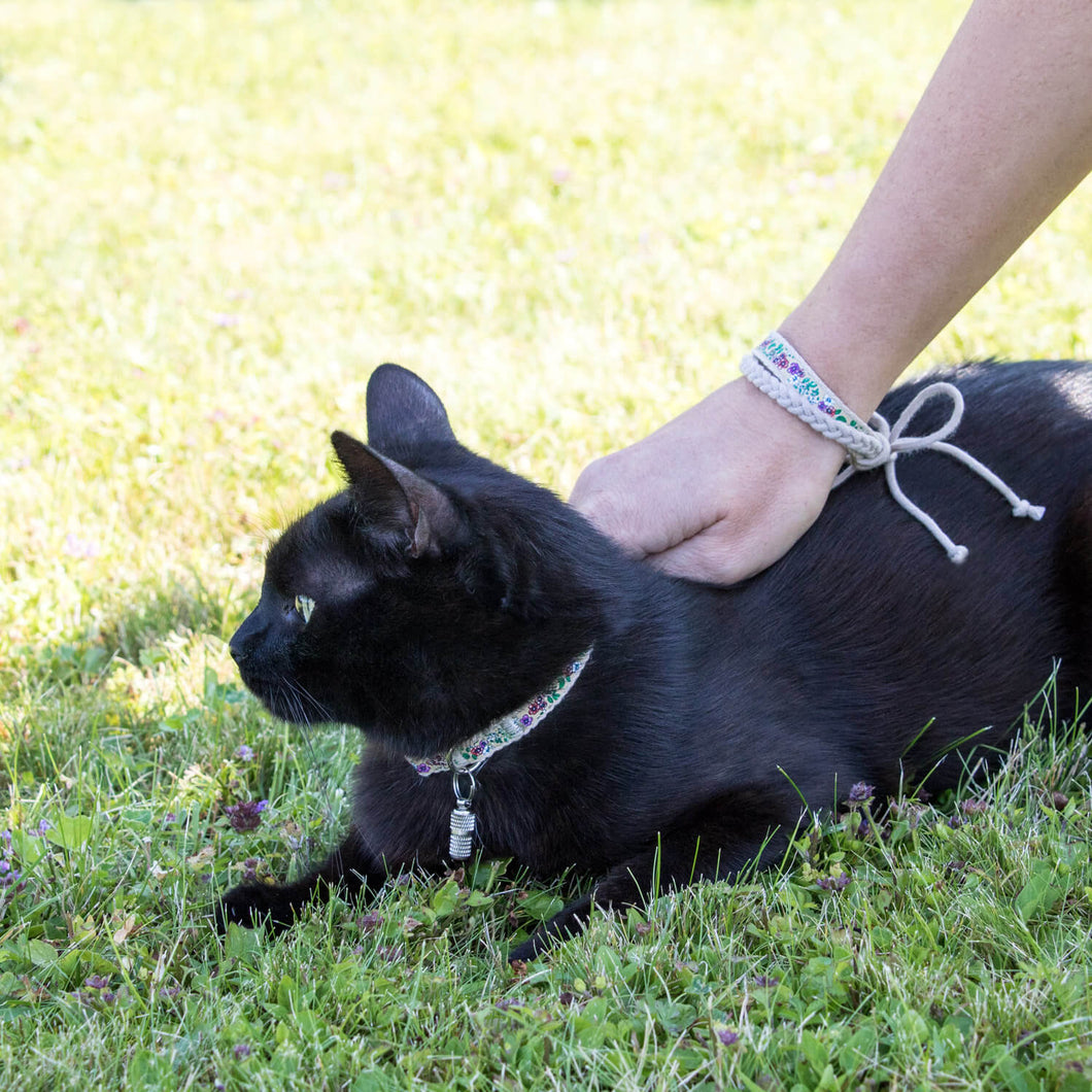 Kitten collar name tag clearance