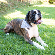 pettsie-dark-blue-dog-collar-matching-friendship-bracelet-bandana-canine
