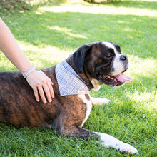 pettsie-dark-blue-dog-collar-matching-friendship-bracelet-bandana-puppy