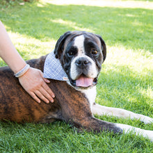 pettsie-dark-blue-dog-collar-matching-friendship-bracelet-bandana-cute-dog