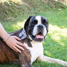 pettsie-dark-blue-hemp-dog-collar-cotton-bow-tie-removable-washable-matching-friendship-bracelet-puppy