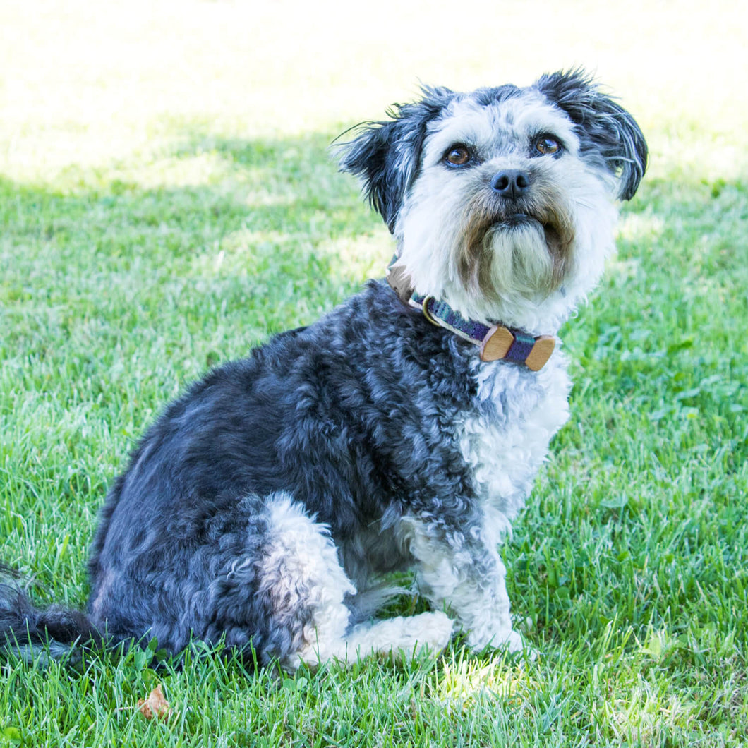 Dog collar with bow tie & matching friendship bracelet, pet-friendly h –  Pettsie