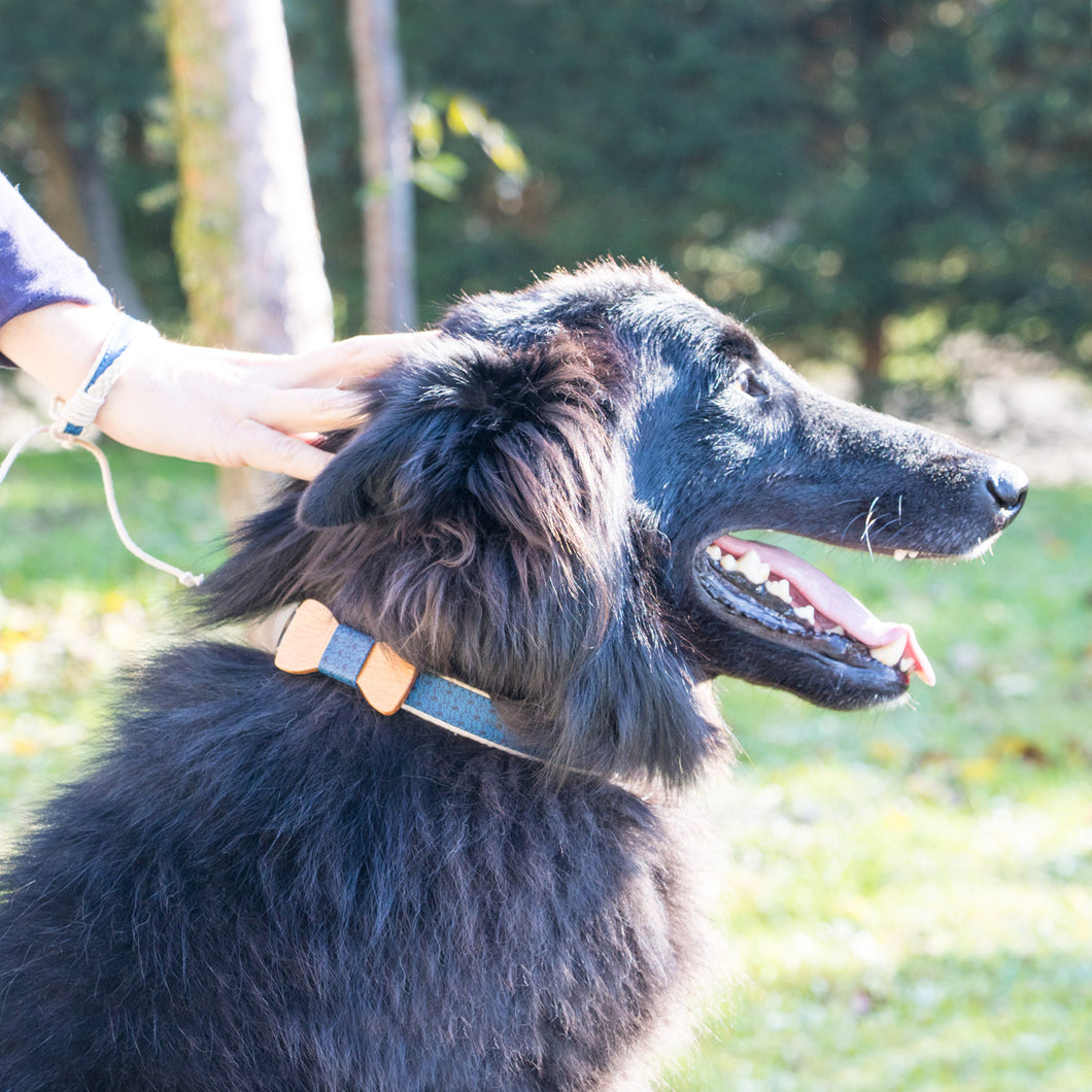 Dog sales friendship bracelets
