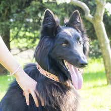 pettsie-natural-dog-collar-friendship-bracelet-canine