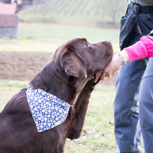 pettsie-hemp-dog-collar-bandana-matching-friendship-bracelet-gift-box-features-bruno-2