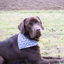 pettsie-hemp-dog-collar-bandana-matching-friendship-bracelet-gift-box-features-bruno-4