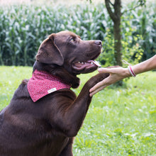 Pettsie Heart Dog Collar & Bandana & Matching Friendship Bracelet, 3 adjustable sizes