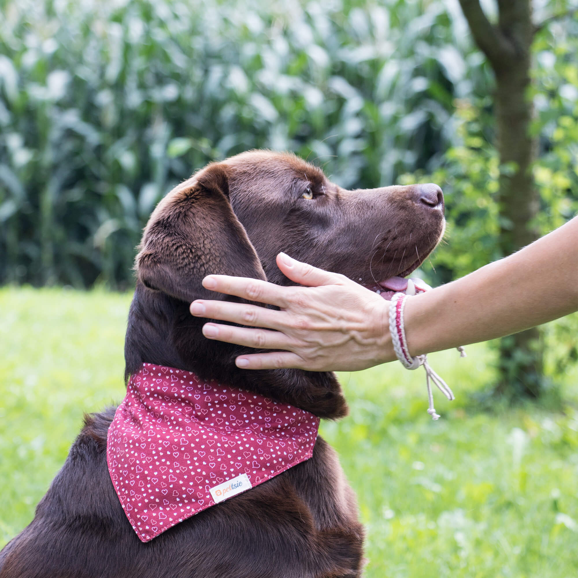 Matching Pet And Owner Socks Pettsie Matching Dog Collar Heart