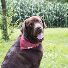 Pettsie Heart Dog Collar & Bandana & Matching Friendship Bracelet, 3 adjustable sizes