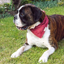 Pettsie Heart Dog Collar & Bandana & Matching Friendship Bracelet, 3 adjustable sizes