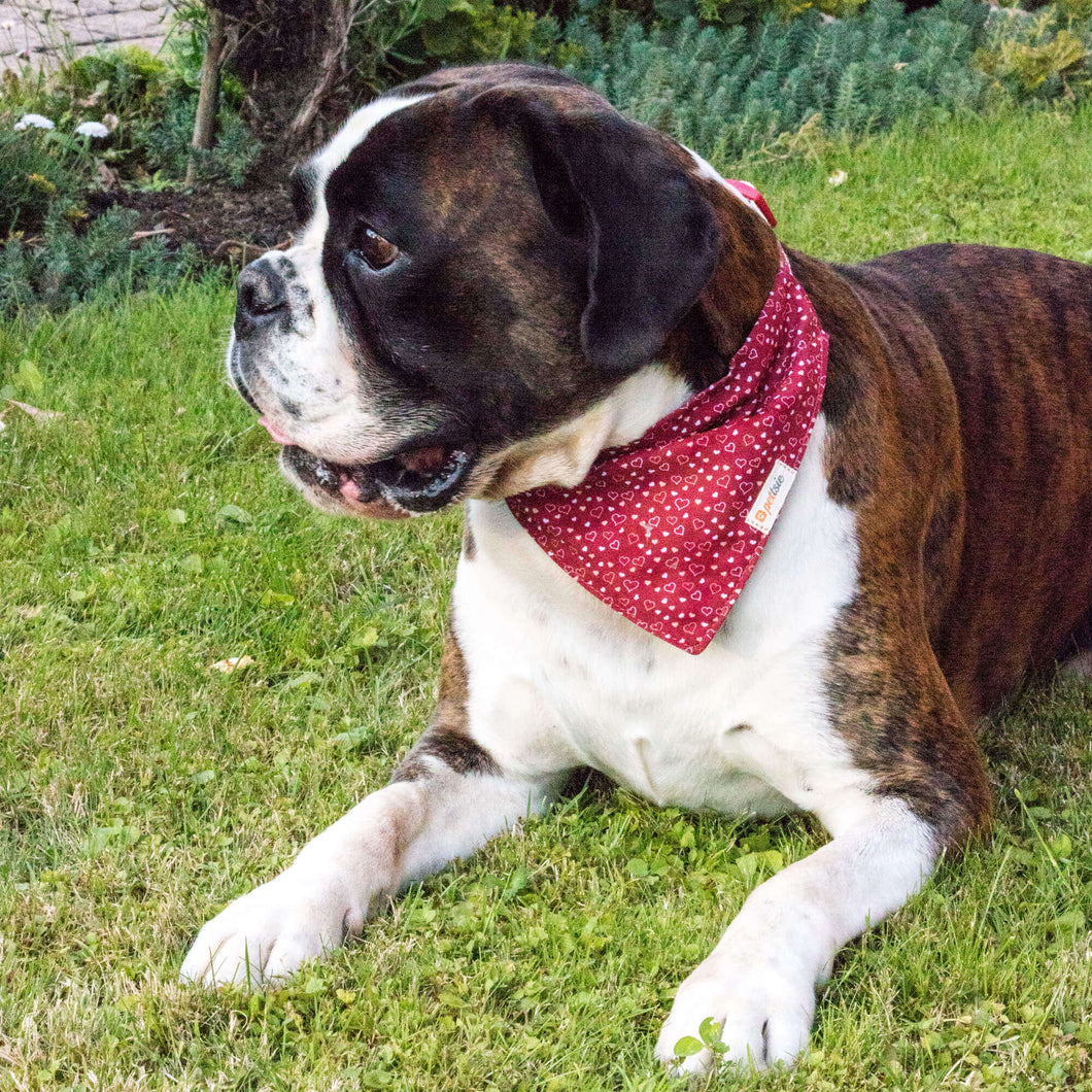 Dog collar with bow tie & matching friendship bracelet, pet-friendly h –  Pettsie