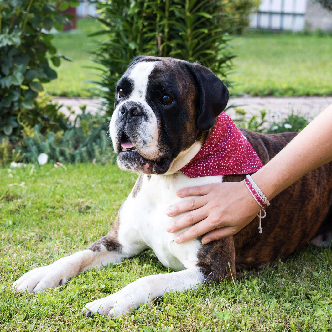 Dog collar with bow tie & matching friendship bracelet, pet-friendly h –  Pettsie