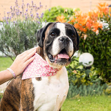 Pettsie Dog Collar & Bandana & Matching Friendship Bracelet, 3 adjustable sizes