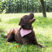 Pettsie Dog Collar & Bandana & Matching Friendship Bracelet, 3 adjustable sizes