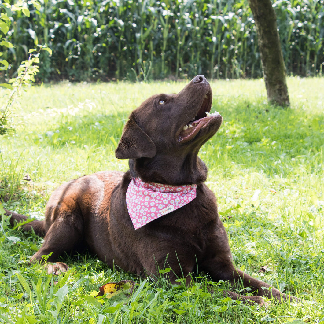 Pettsie Dog Collar Bandana Matching Friendship Bracelet Gift Box