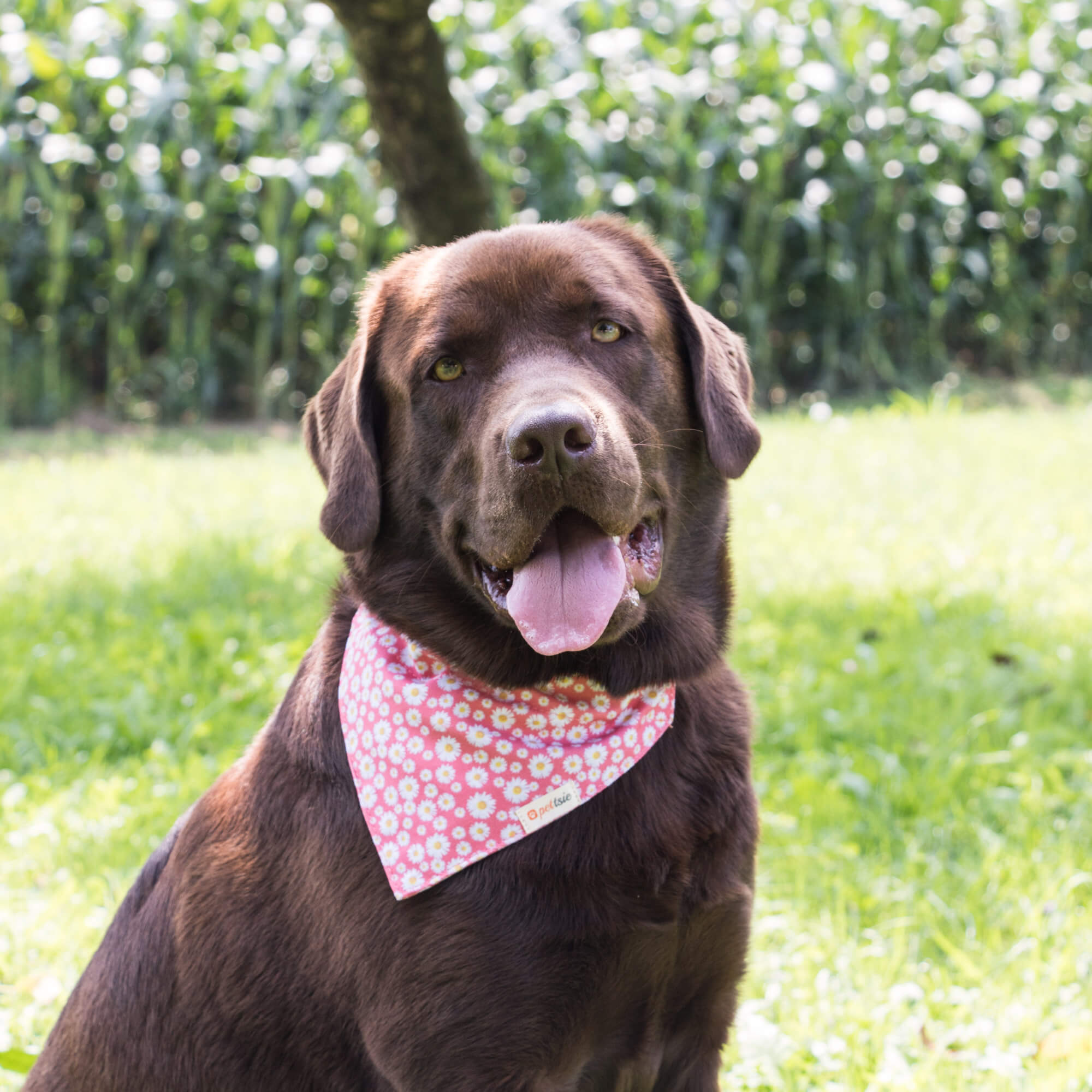 Matching Dog And Owner Pettsie Dog Collar With Heart And