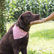Pettsie Dog Collar & Bandana & Matching Friendship Bracelet, 3 adjustable sizes