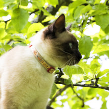 pettsie-natural-cat-collar-unique-design-modern-cat-friendship-bracelet-nature