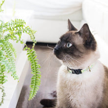 pettsie-green-kitten-collar-safety-breakaway-buckle-friendship-bracelet-easy-adjustable-lili