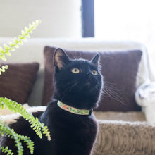 pettsie-green-cat-collar-matching-friendship-bracelet-cats