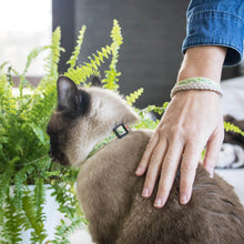 pettsie-green-cat-collar-matching-friendship-bracelet-kitty