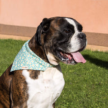 pettsie-green-daisy-dog-collar-matching-friendship-bracelet-canine.jpg
