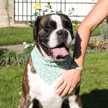 pettsie-green-daisy-dog-collar-matching-friendship-bracelet-puppy.jpg