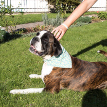 pettsie-green-daisy-dog-collar-matching-friendship-bracelet-cute.jpg
