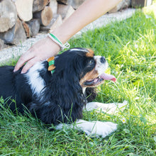 pettsie-green-dog-collar-hemp-bow-tie-friendship-bracelet-benefits-loti2