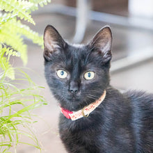 pettsie-kitten-collar-safety-breakaway-buckle-friendship-bracelet-easy-adjustable-edi-3