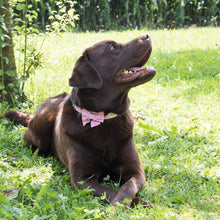 Dog collar with bow tie & matching friendship bracelet, pet-friendly hemp, strong D-ring