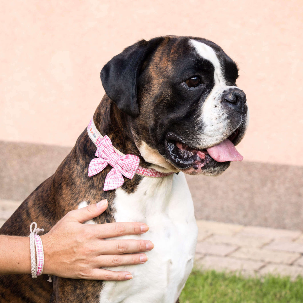 Dog friendship bracelet hot sale
