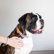 pettsie-purple-dog-collar-heart-friendship-bracelet-puppy