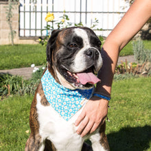 Pettsie Dog Collar & Bandana & Matching Friendship Bracelet, 2 adjustable sizes