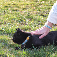 pettsie-turquoise-cat-collar-wood-heart-friendship-bracelet-natural
