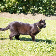 pettsie-yellow-cat-collar-friendship-bracelet-gift-edi