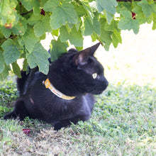 pettsie-yellow-cat-collar-friendship-bracelet-gift-edi